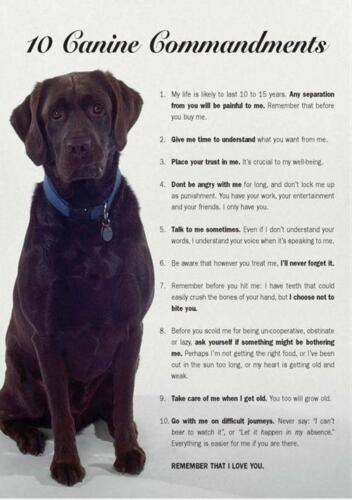 10 canine commandments