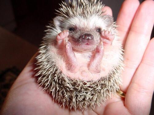 Baby porcupine