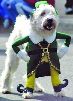 Best Dog Outfit Ever