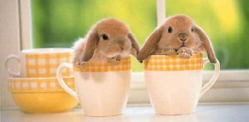 Bunny cups