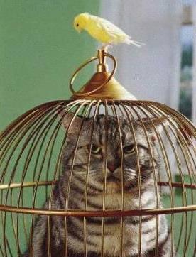 Cat in a bird cage