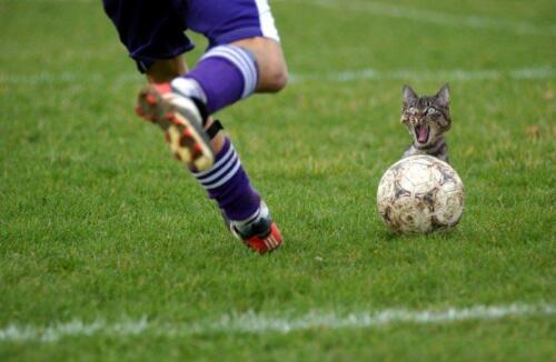 Cat soccer