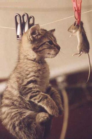 Cat vs mouse