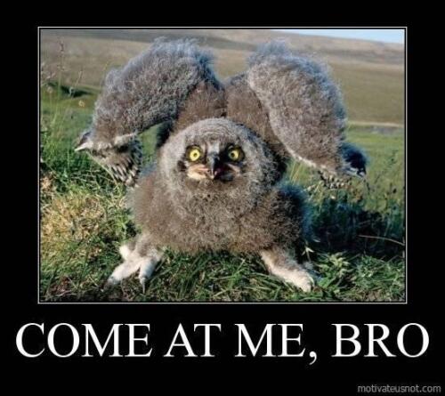 Come at me bro