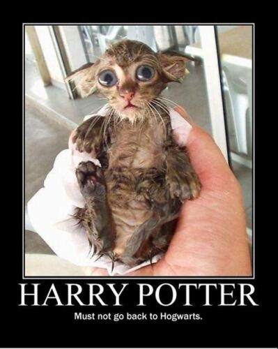 Dobby