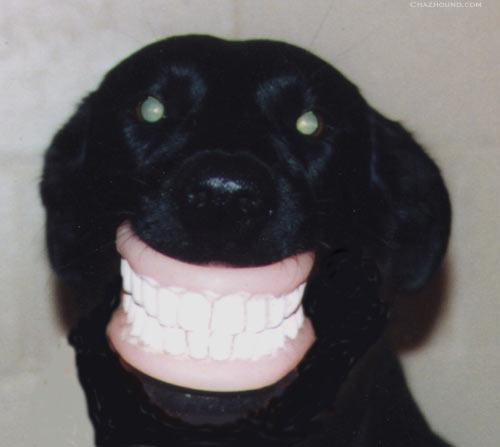 Dog dentures