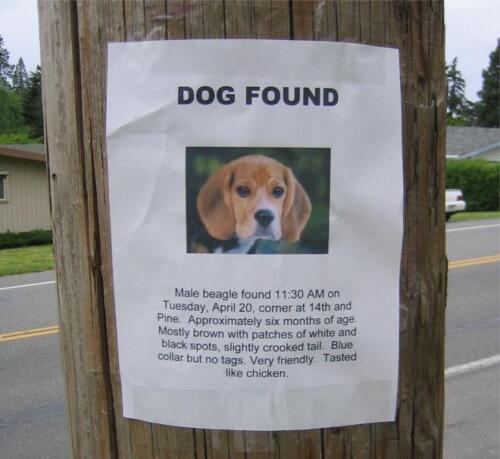 Dog found