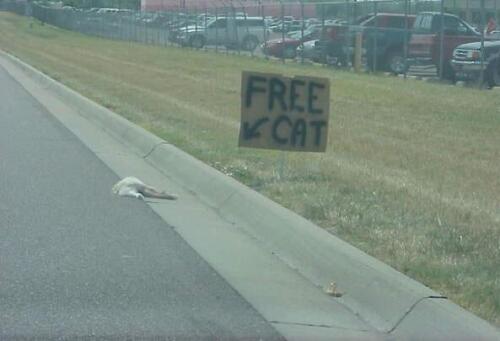 Free cat