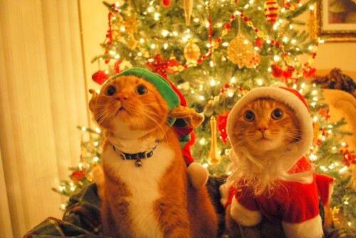 Meowy Christmas