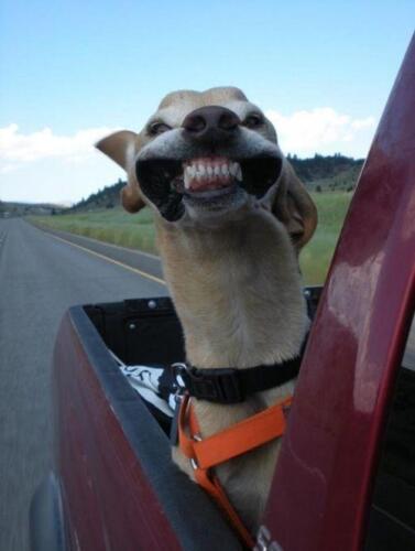 Not sure if its a dog or a lama