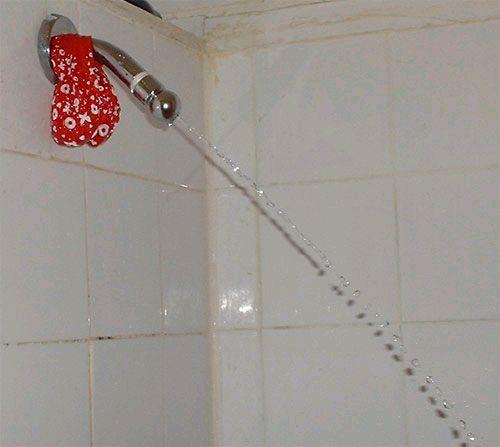 Shower penis