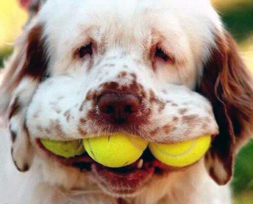 Tennis dog
