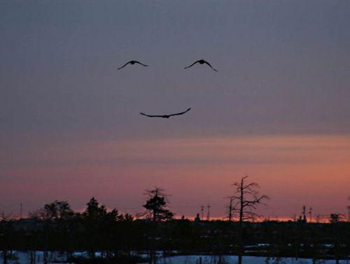 Three Bird Smiley