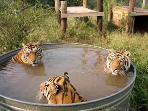 Tiger bath
