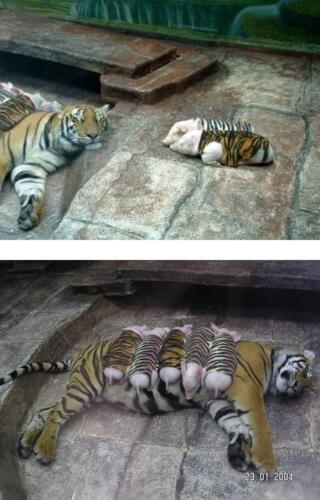 Tiger pigs
