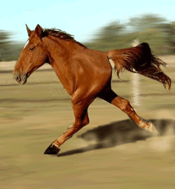 Two legged race horse
